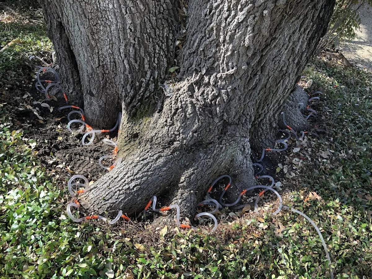 Detailed Tree Cabling and Bracing job site in Chester Heights