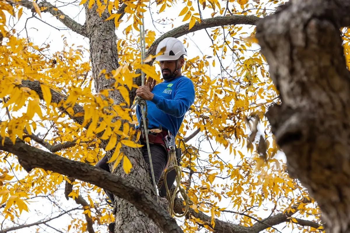 Skilled Tree Pruning crew working in Chester Heights